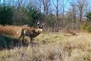 $509,000 | 12988 222nd Street, Linwood, KS 66052