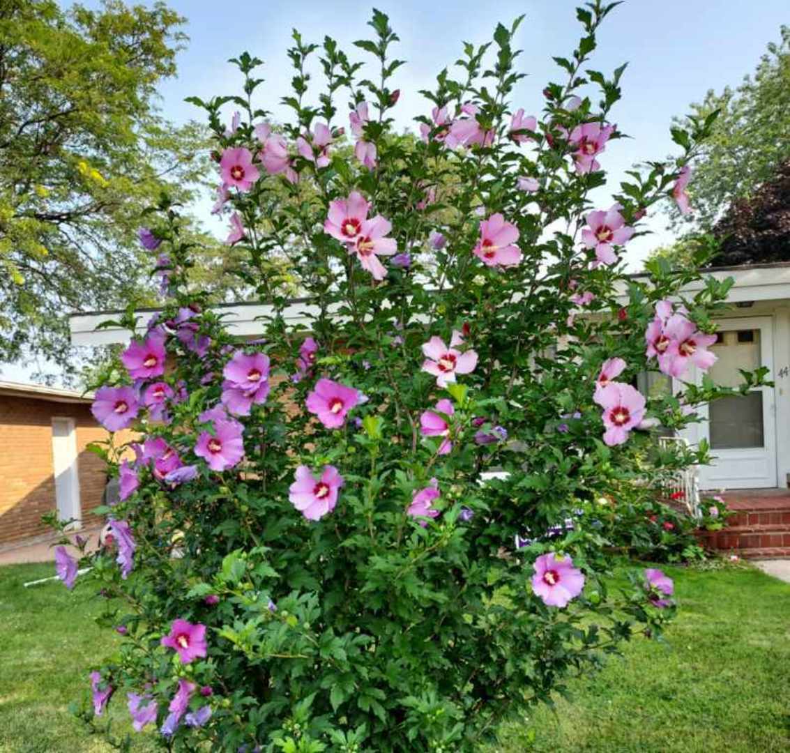 44 Iowa Avenue Addison, IL 60101 - Photo 29 of 31 a view of a flower in a flower