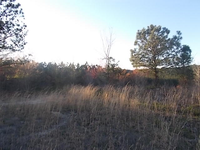 Lot 8-9 Cohutta Varnell Road Cohutta, GA 30710 - Photo 10 of 13 DSCN8632