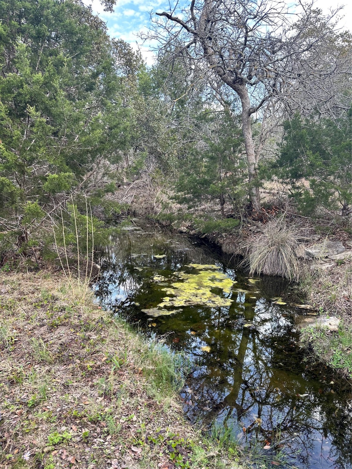 a view of a yard with large trees