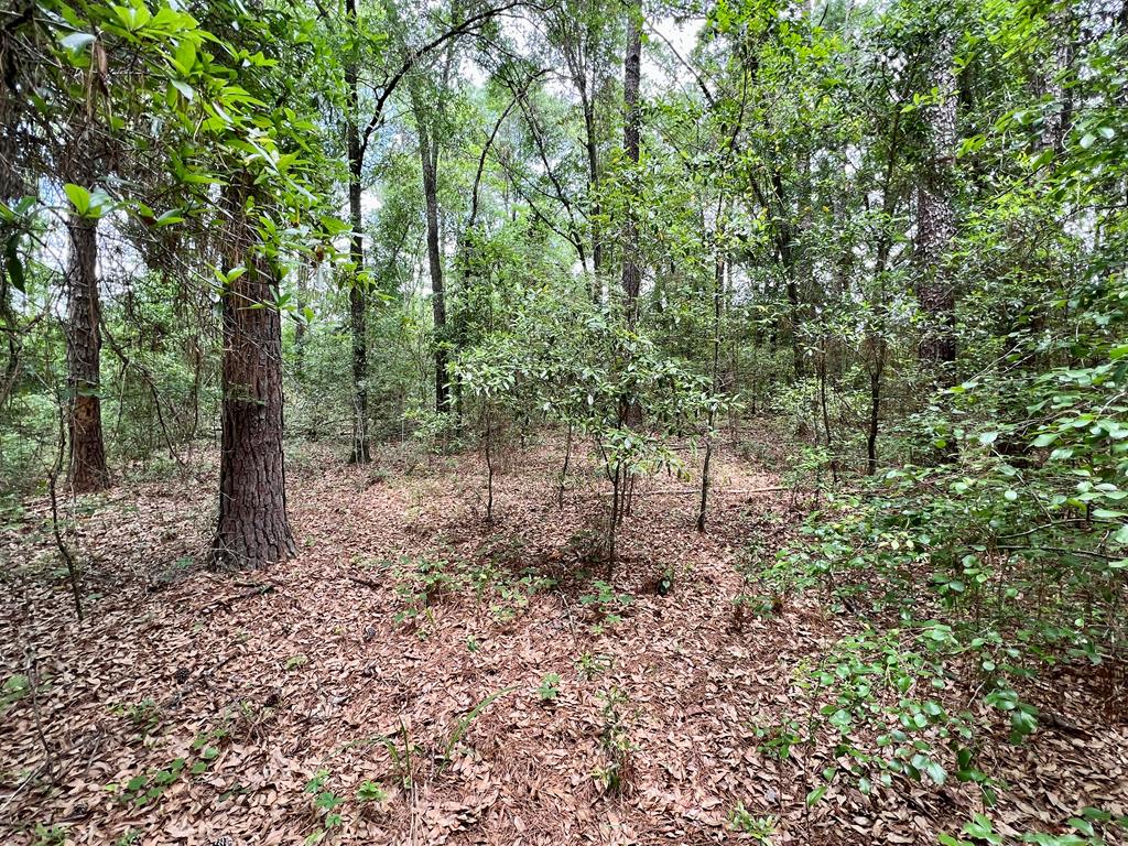 2-ac Corbin Road Newton, AL 36352 - Photo 5 of 15