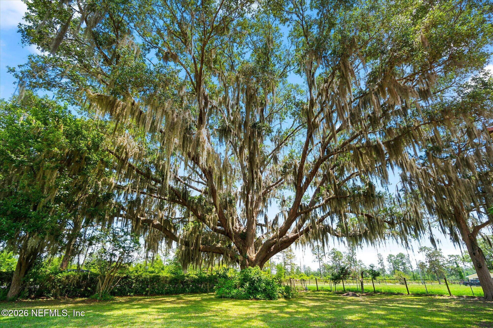 786 West River Road Palatka, FL 32177 - Photo 6 of 53 a view of a space with big trees