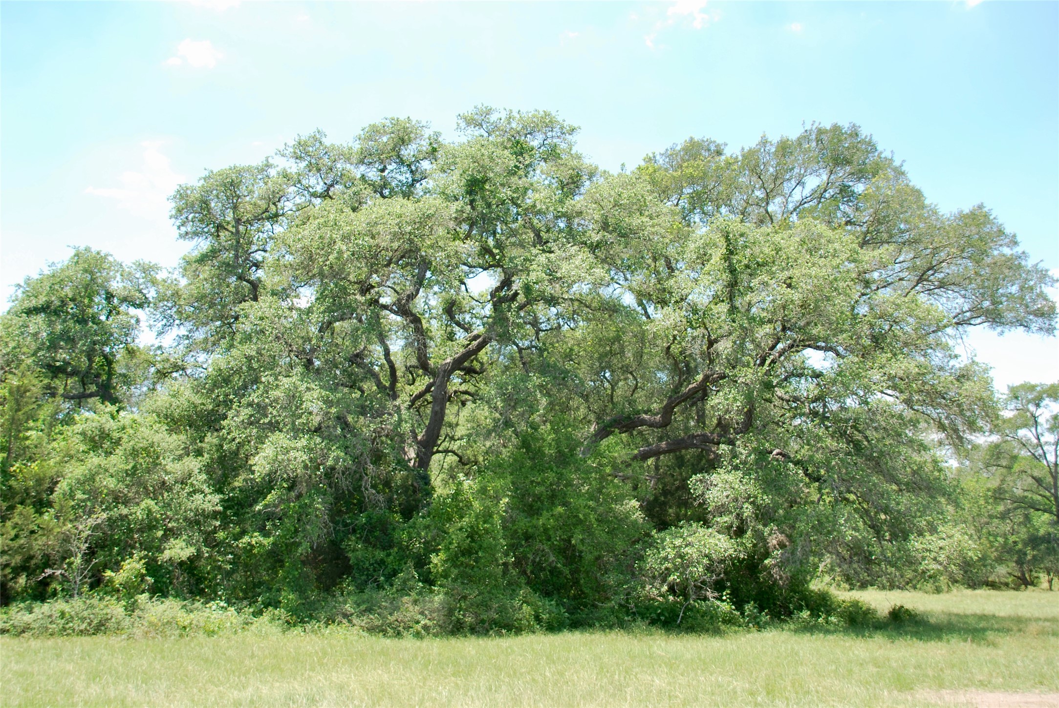 2170 Langdon Road Weimar, TX 78962 - Photo 16 of 31