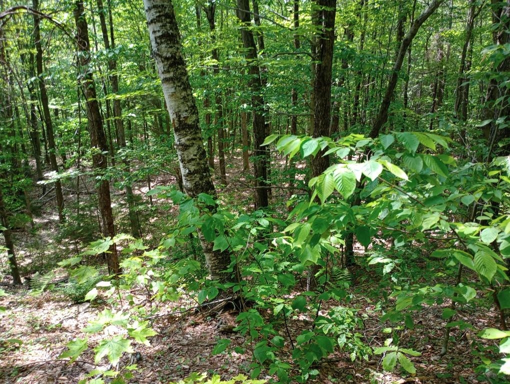 Hill Road Grafton, NH 03240 - Photo 14 of 26 Gallery Image 14