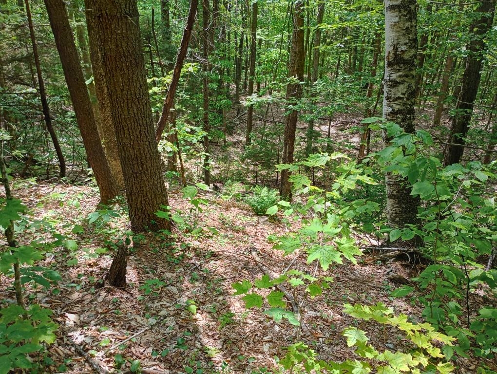 Hill Road Grafton, NH 03240 - Photo 15 of 26 Gallery Image 15
