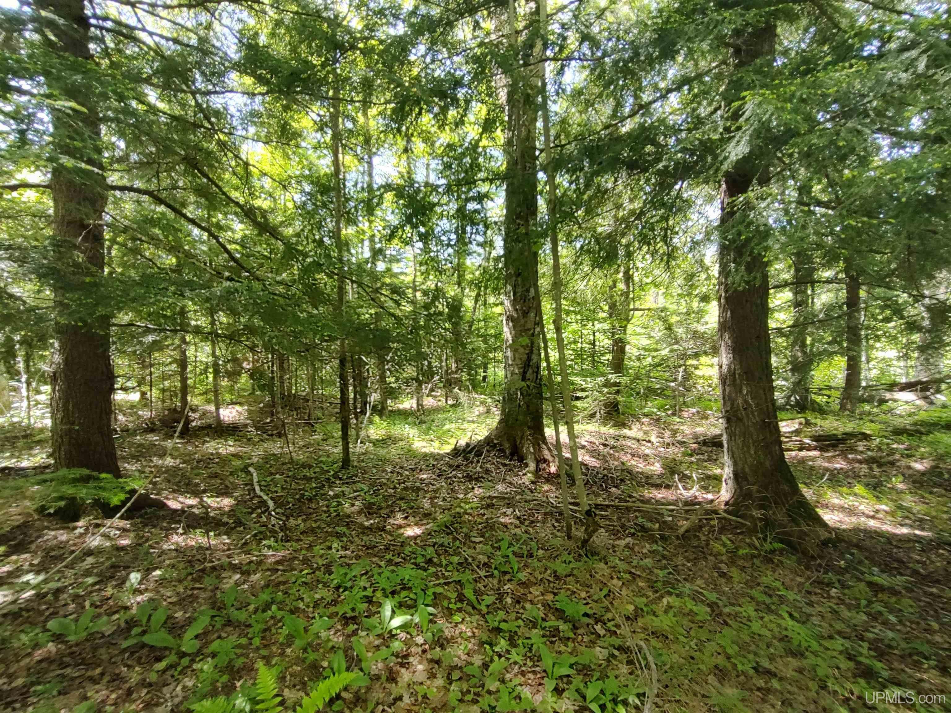 40-acres 40-acres Maple Grove Road Skandia, MI 49885 - Photo 15 of 19