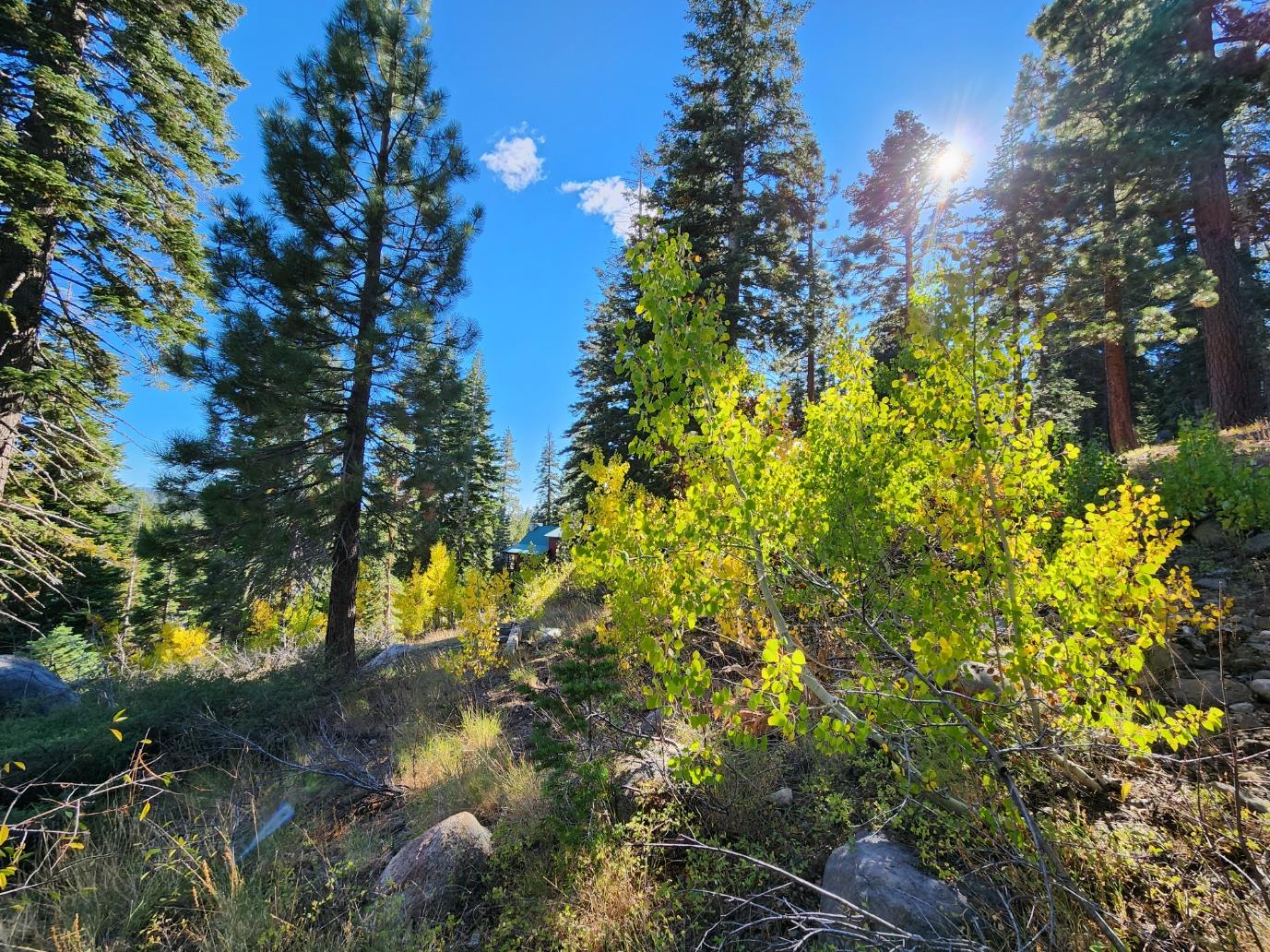 148 John Ebbetts Road Bear Valley, CA 95223 - Photo 2 of 10 a view of a tree in a yard