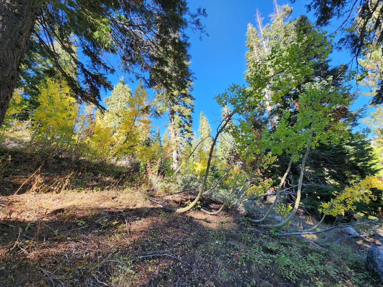 148 John Ebbetts Road Bear Valley, CA 95223 - Photo 6 of 10 a backyard of a house