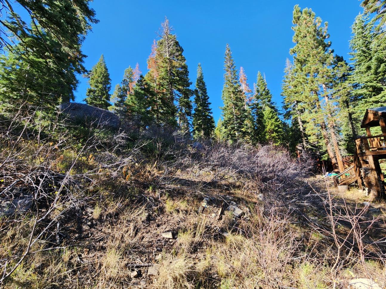 148 John Ebbetts Road Bear Valley, CA 95223 - Photo 7 of 10 a view of a plants in backyard of a house