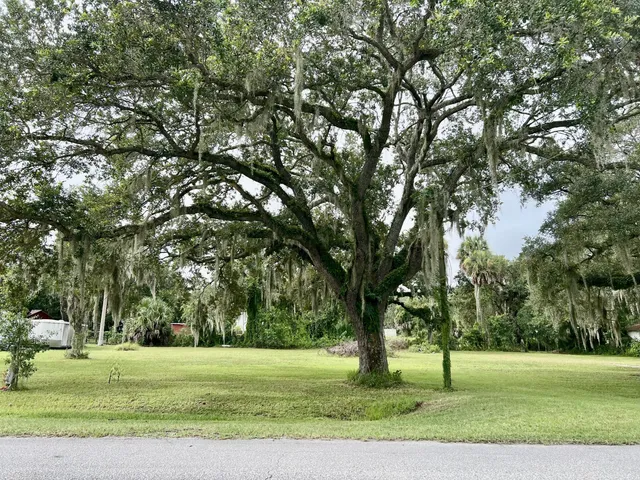 a view of a trees in a yard