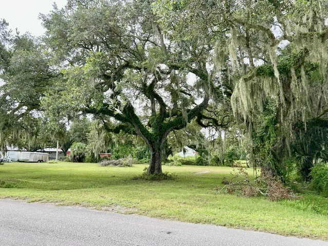 a view of a yard with a trees