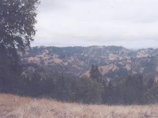 a view of a dry yard