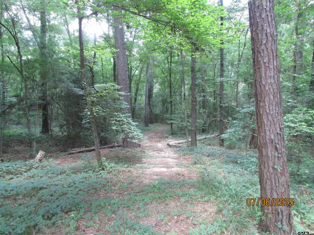 a view of a forest with trees in the background