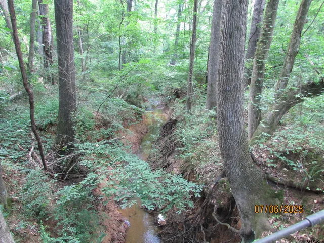 a view of a forest filled with trees