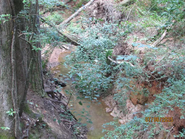 a view of a forest that has a tree