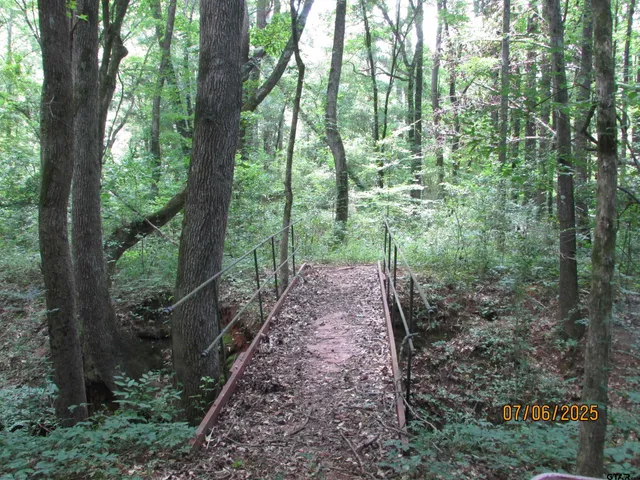 a view of a forest with trees