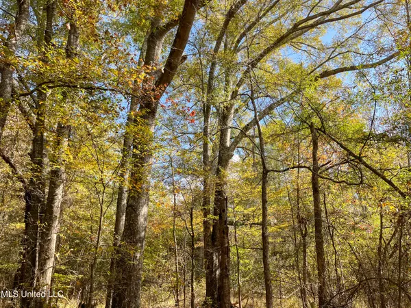 $210,080 | 80.8 Acres, Carthage, MS 39051