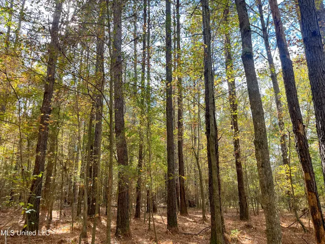 $210,080 | 80.8 Acres, Carthage, MS 39051