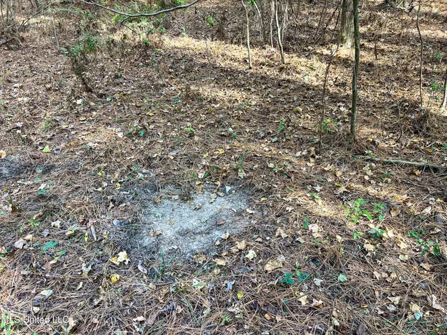 $210,080 | 80.8 Acres, Carthage, MS 39051