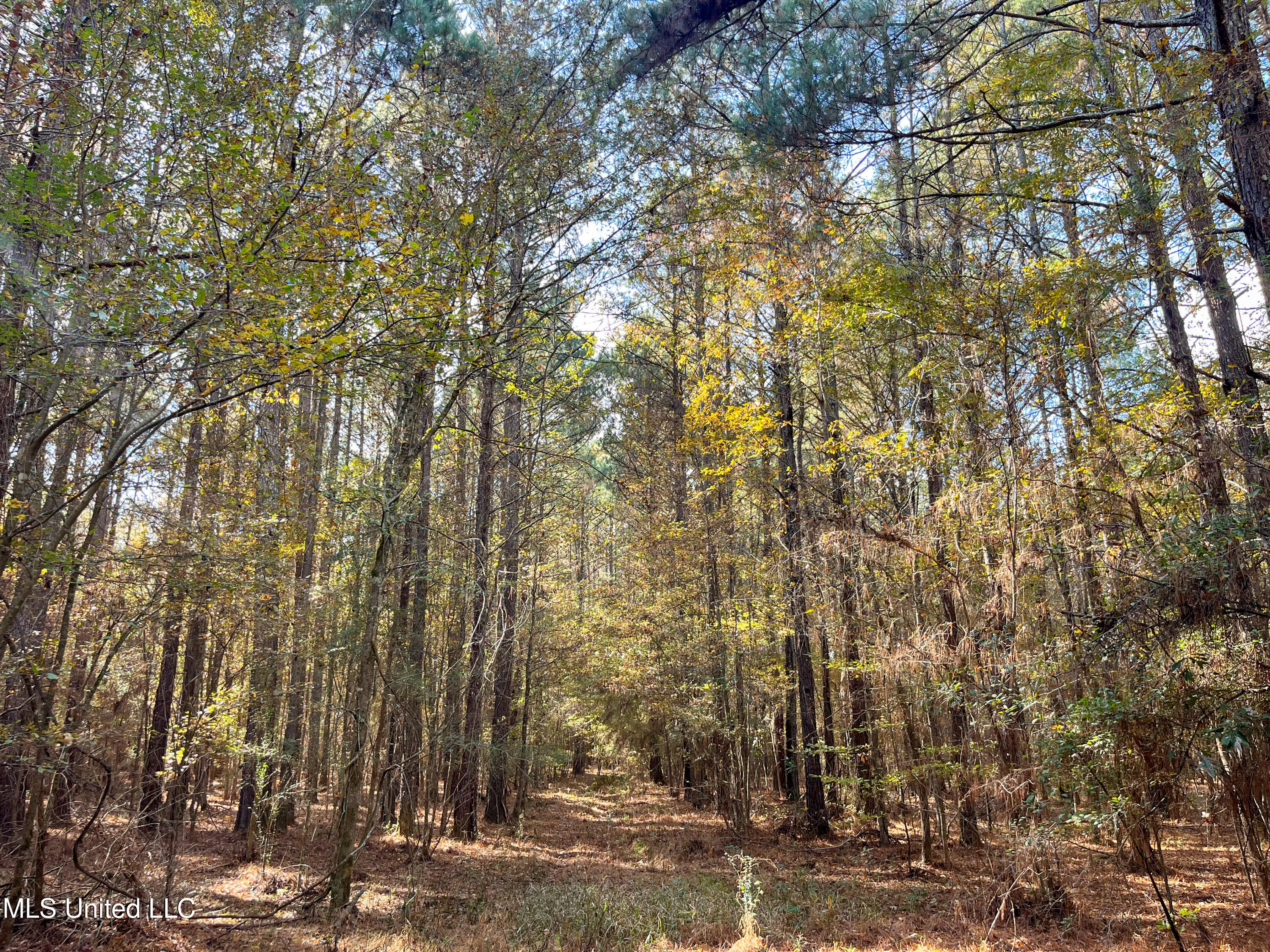 80.8 Acres Carthage, MS 39051 - Photo 19 of 68 IMG_1493