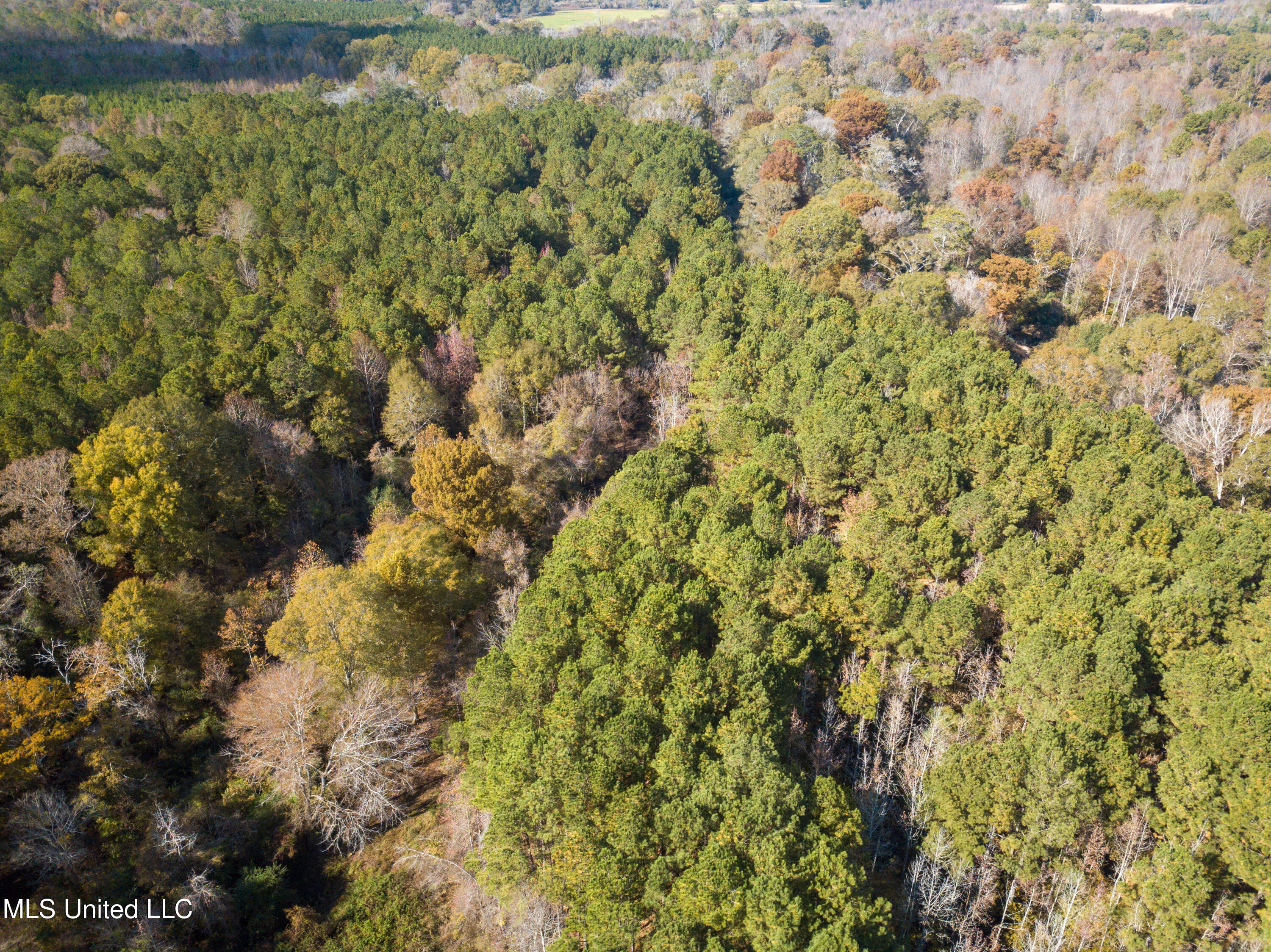 80.8 Acres Carthage, MS 39051 - Photo 21 of 68 DJI_0690