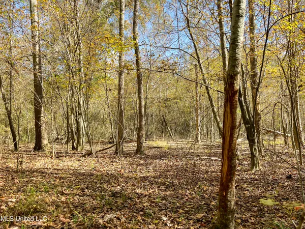 $210,080 | 80.8 Acres, Carthage, MS 39051