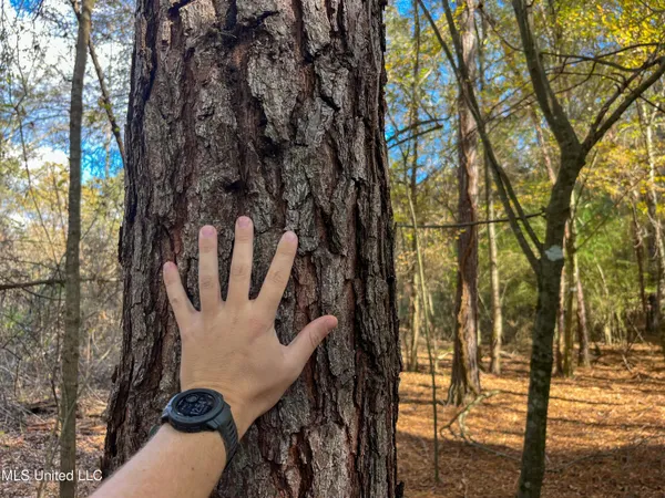 $210,080 | 80.8 Acres, Carthage, MS 39051