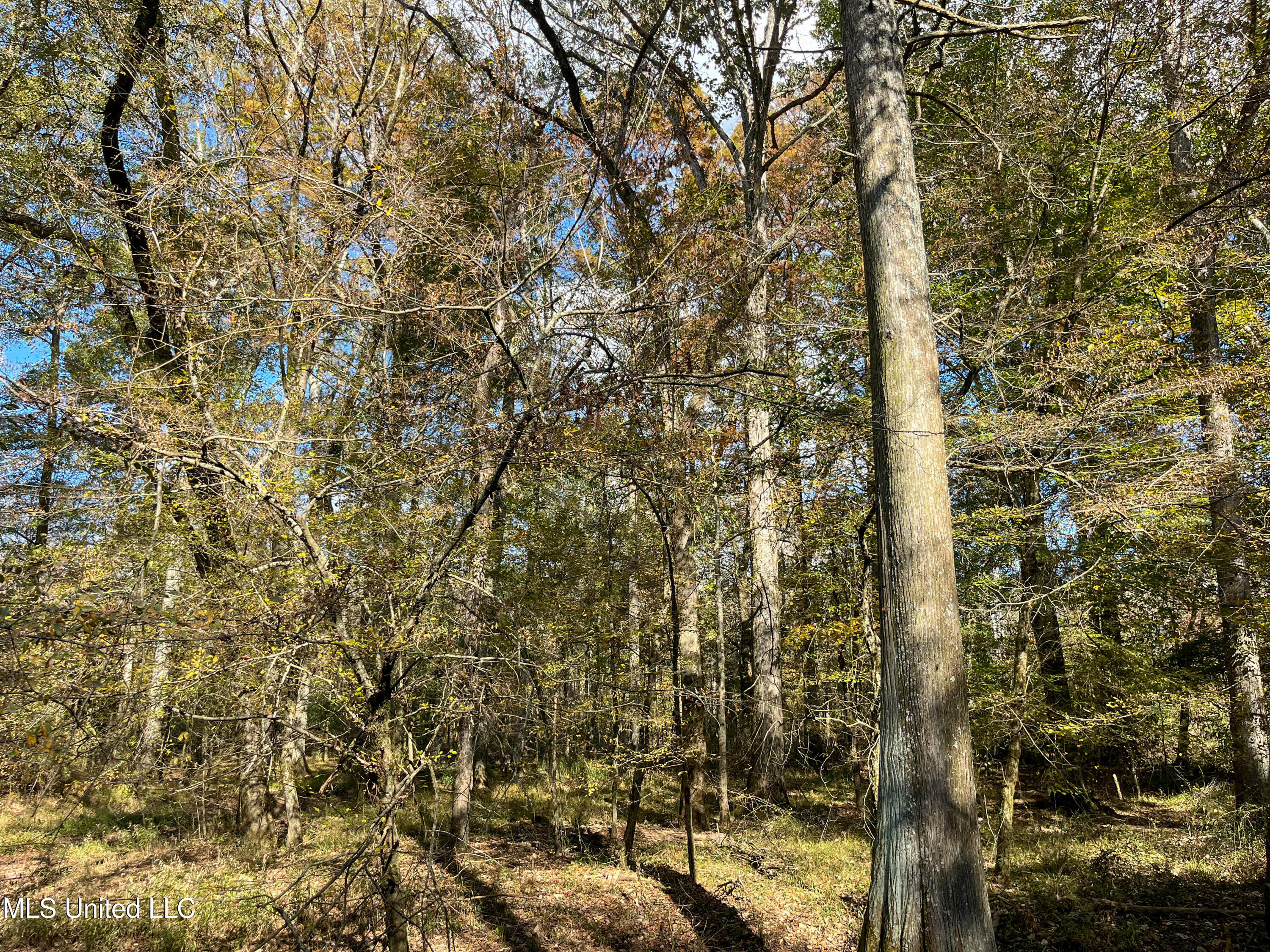 80.8 Acres Carthage, MS 39051 - Photo 26 of 68 IMG_1484