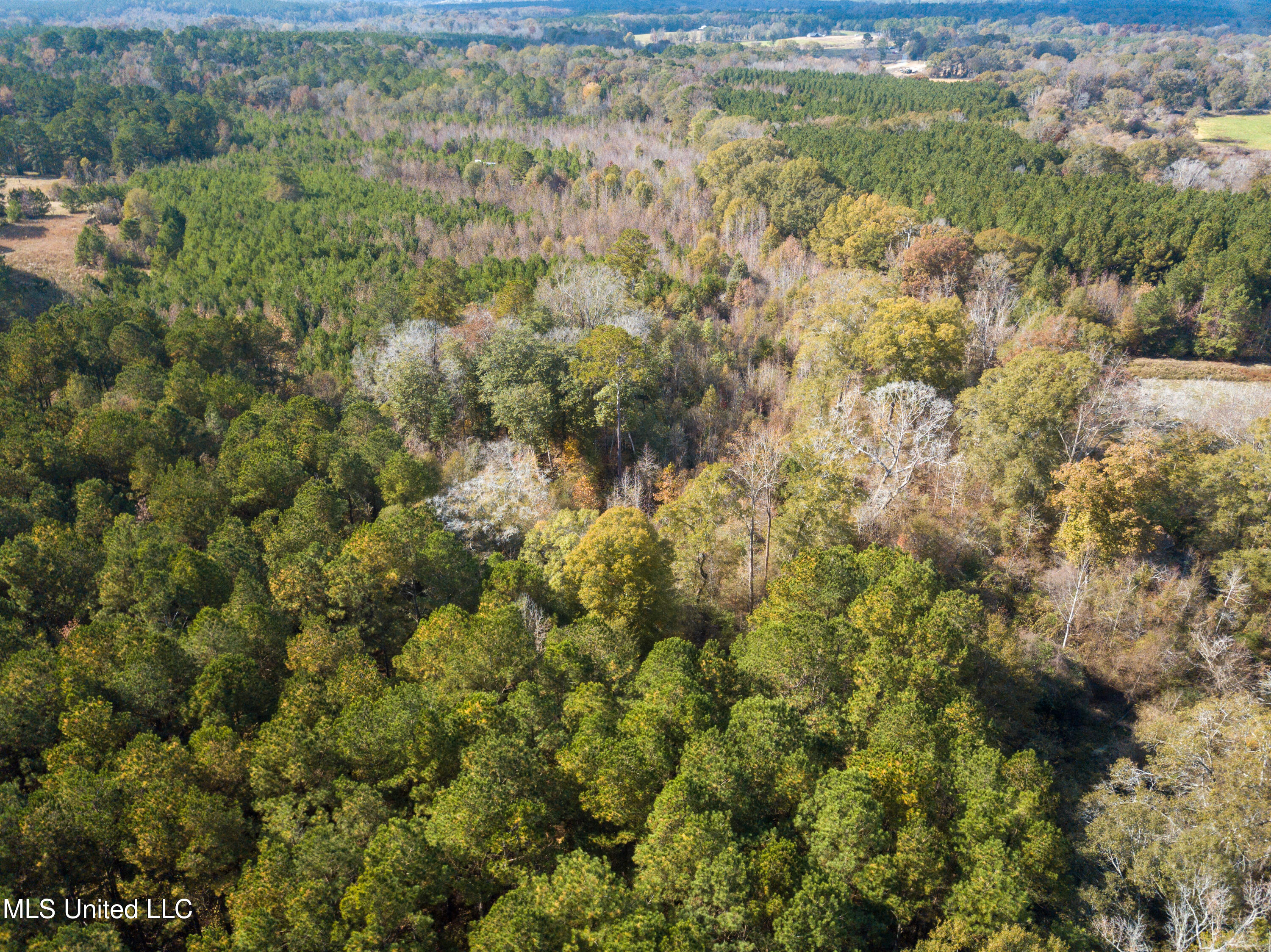 80.8 Acres Carthage, MS 39051 - Photo 31 of 68 DJI_0698