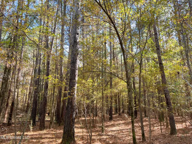 $210,080 | 80.8 Acres, Carthage, MS 39051
