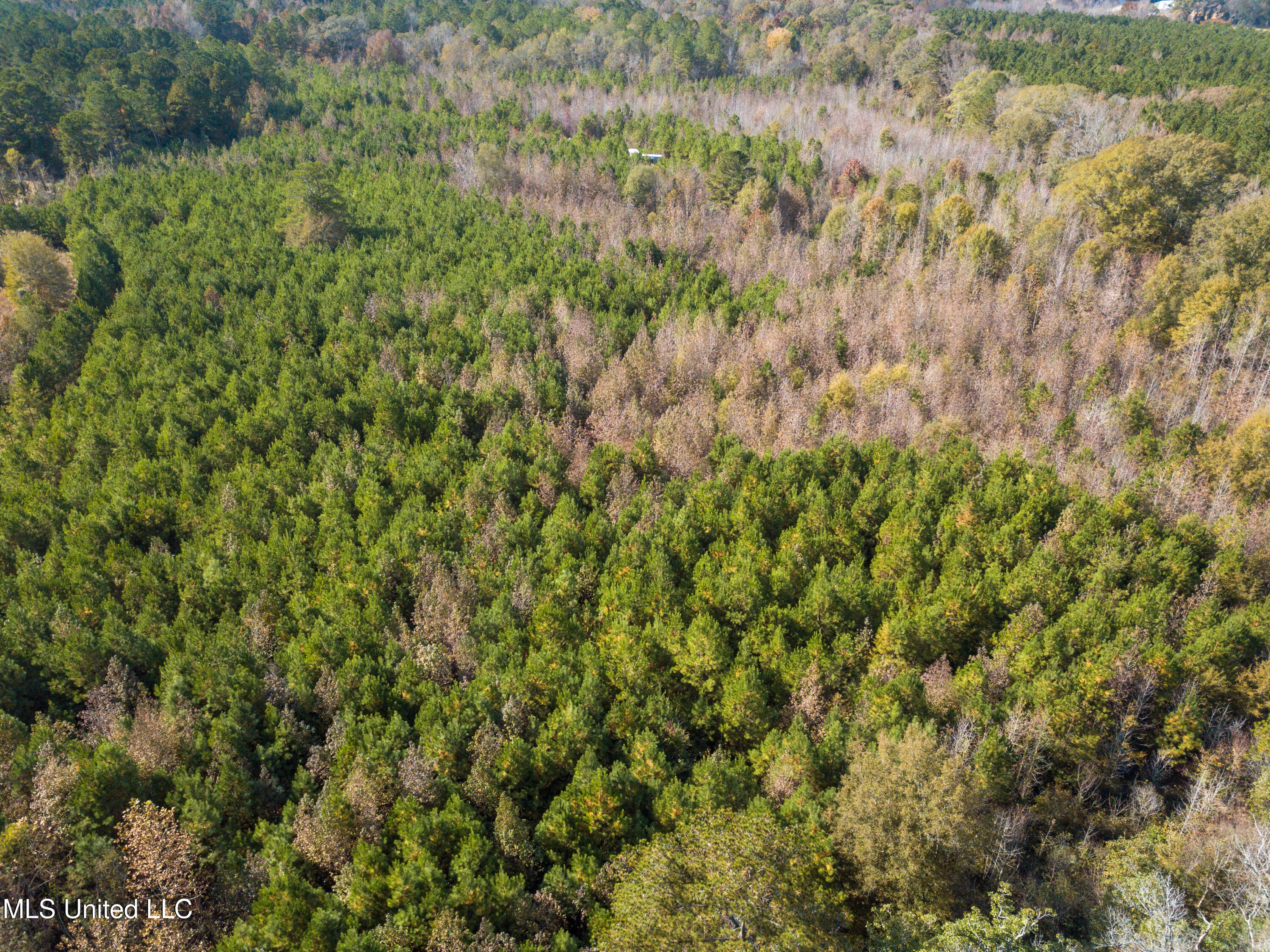 80.8 Acres Carthage, MS 39051 - Photo 33 of 68 DJI_0699