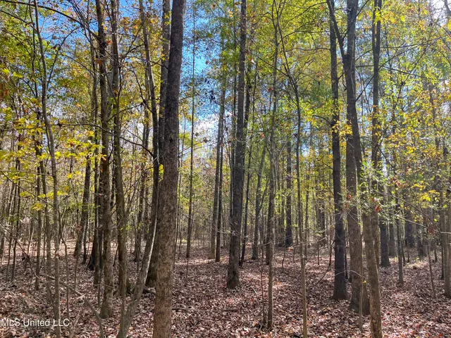 $210,080 | 80.8 Acres, Carthage, MS 39051
