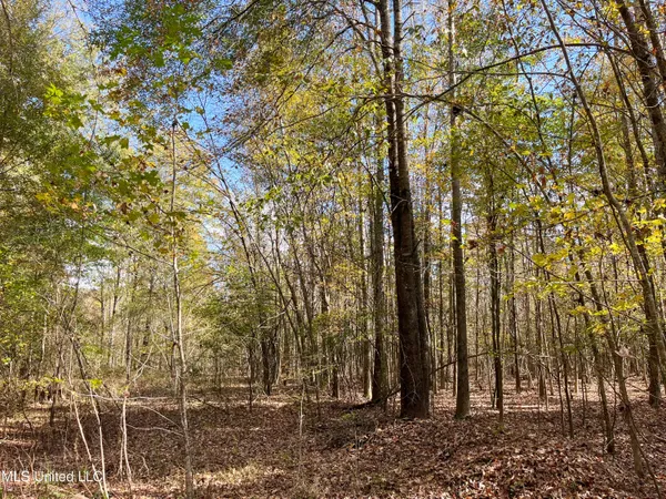 $210,080 | 80.8 Acres, Carthage, MS 39051