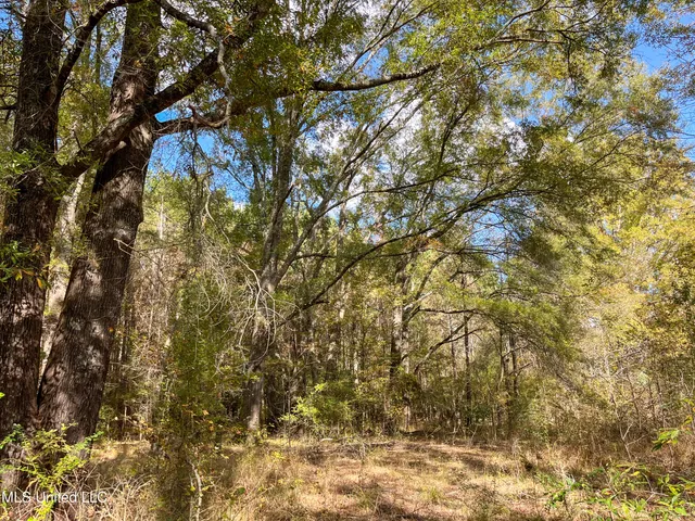 $210,080 | 80.8 Acres, Carthage, MS 39051