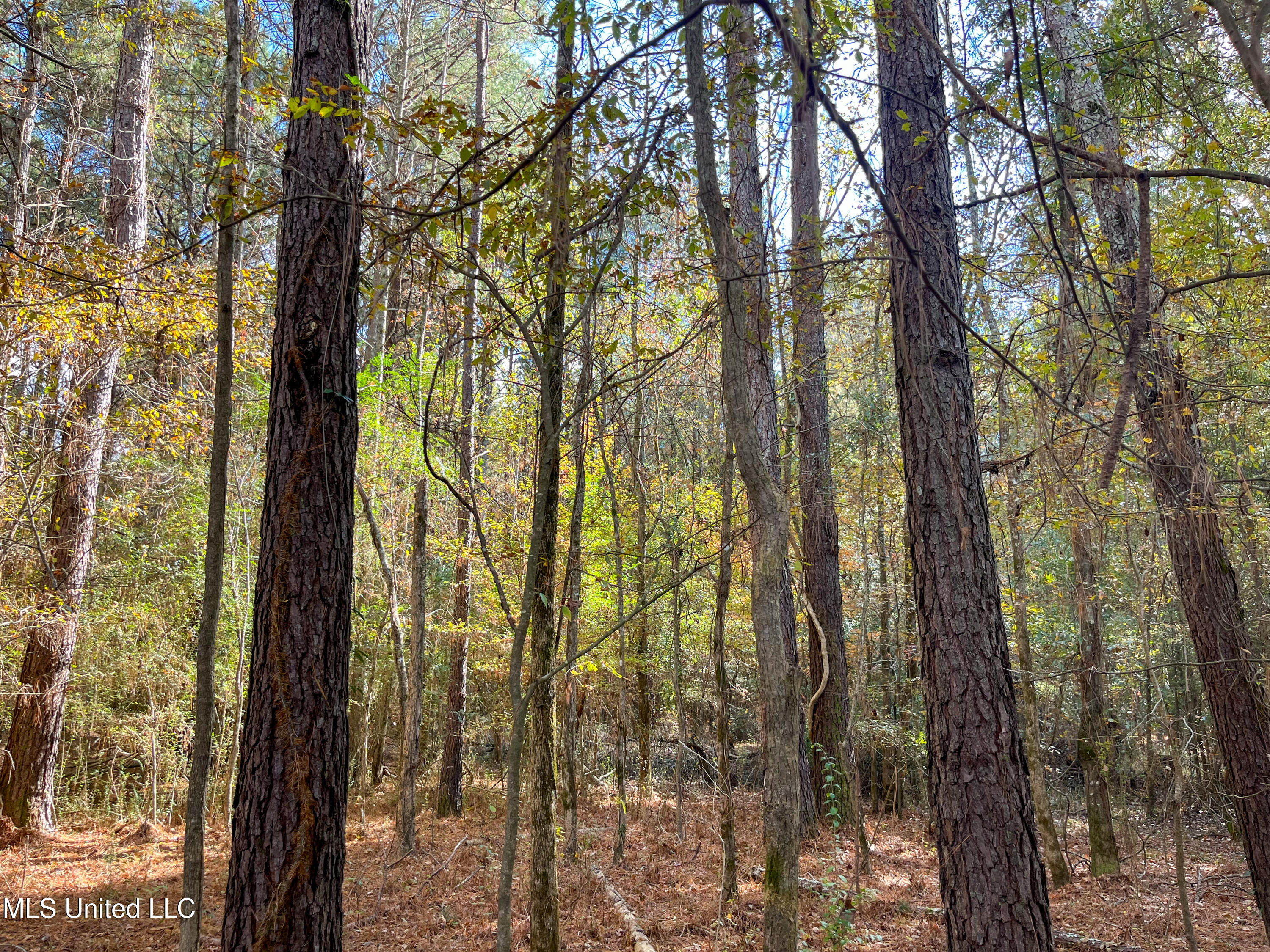 80.8 Acres Carthage, MS 39051 - Photo 39 of 68 IMG_1478