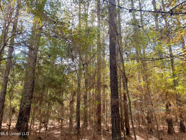 $210,080 | 80.8 Acres, Carthage, MS 39051