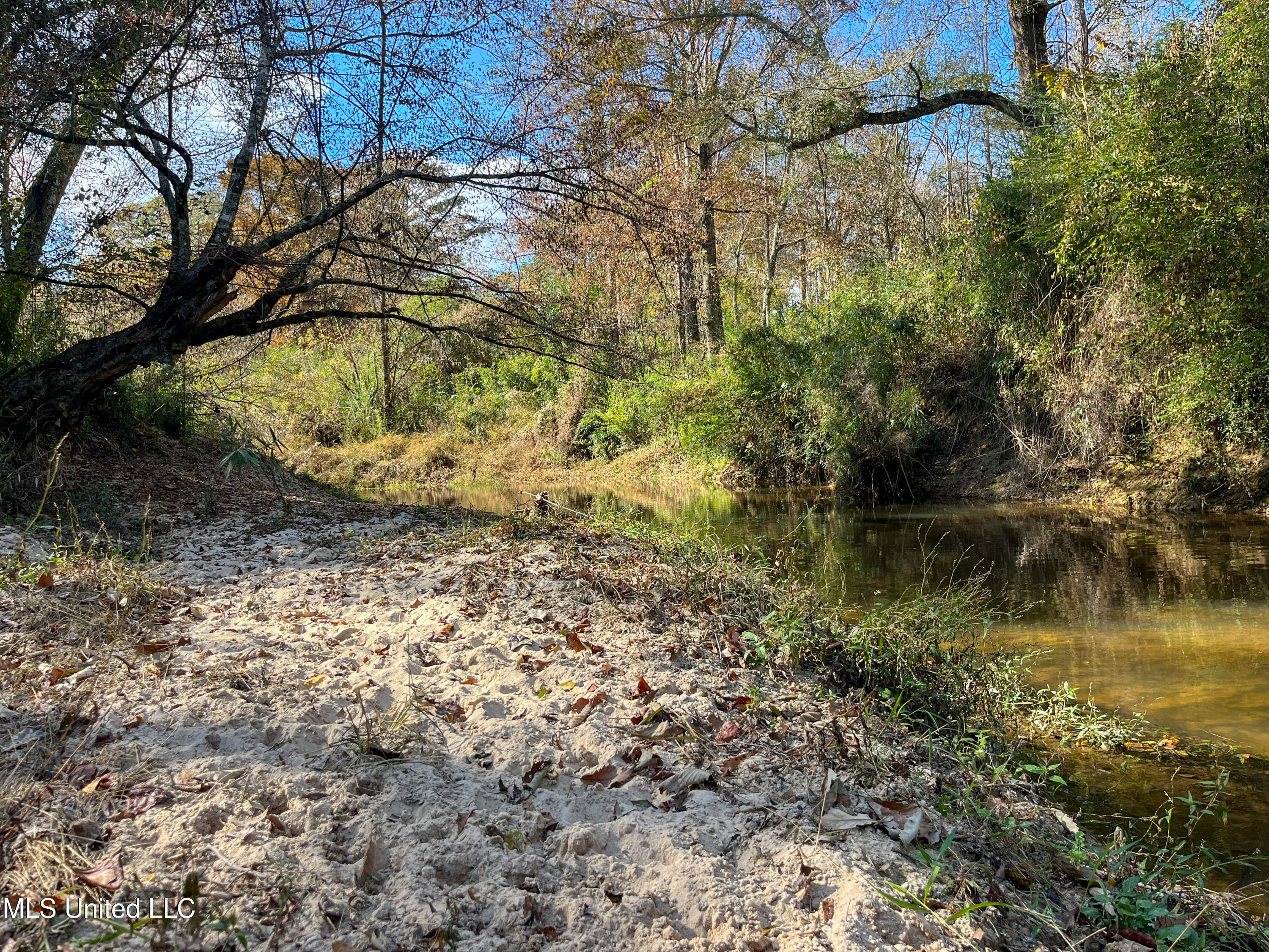 80.8 Acres Carthage, MS 39051 - Photo 4 of 68 IMG_1501