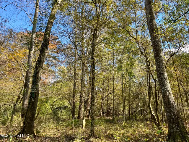 $210,080 | 80.8 Acres, Carthage, MS 39051