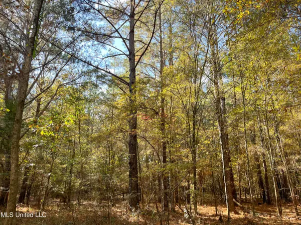 $210,080 | 80.8 Acres, Carthage, MS 39051