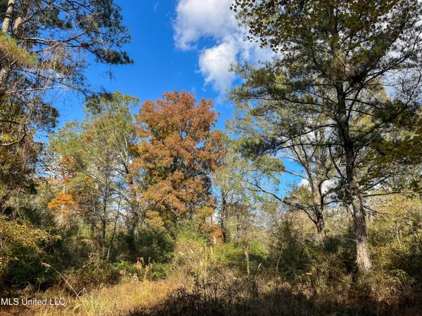 $210,080 | 80.8 Acres, Carthage, MS 39051