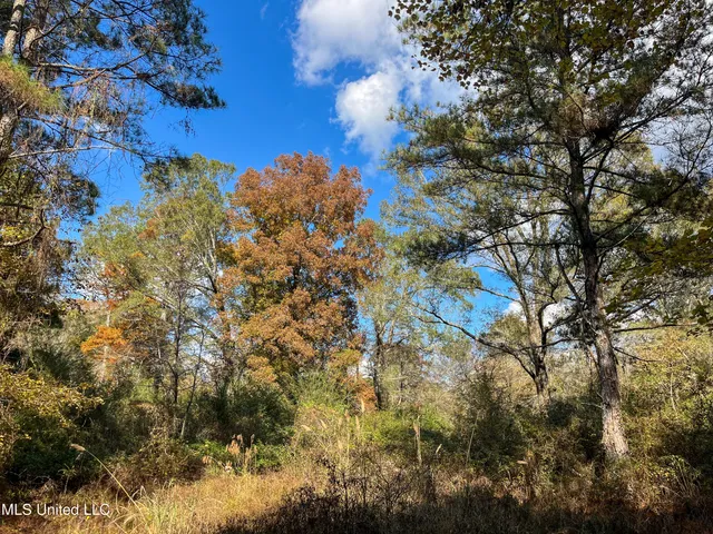 $210,080 | 80.8 Acres, Carthage, MS 39051