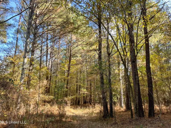$210,080 | 80.8 Acres, Carthage, MS 39051