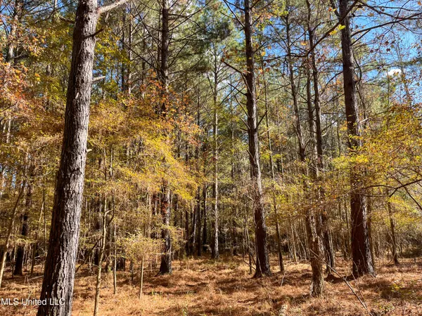 $210,080 | 80.8 Acres, Carthage, MS 39051