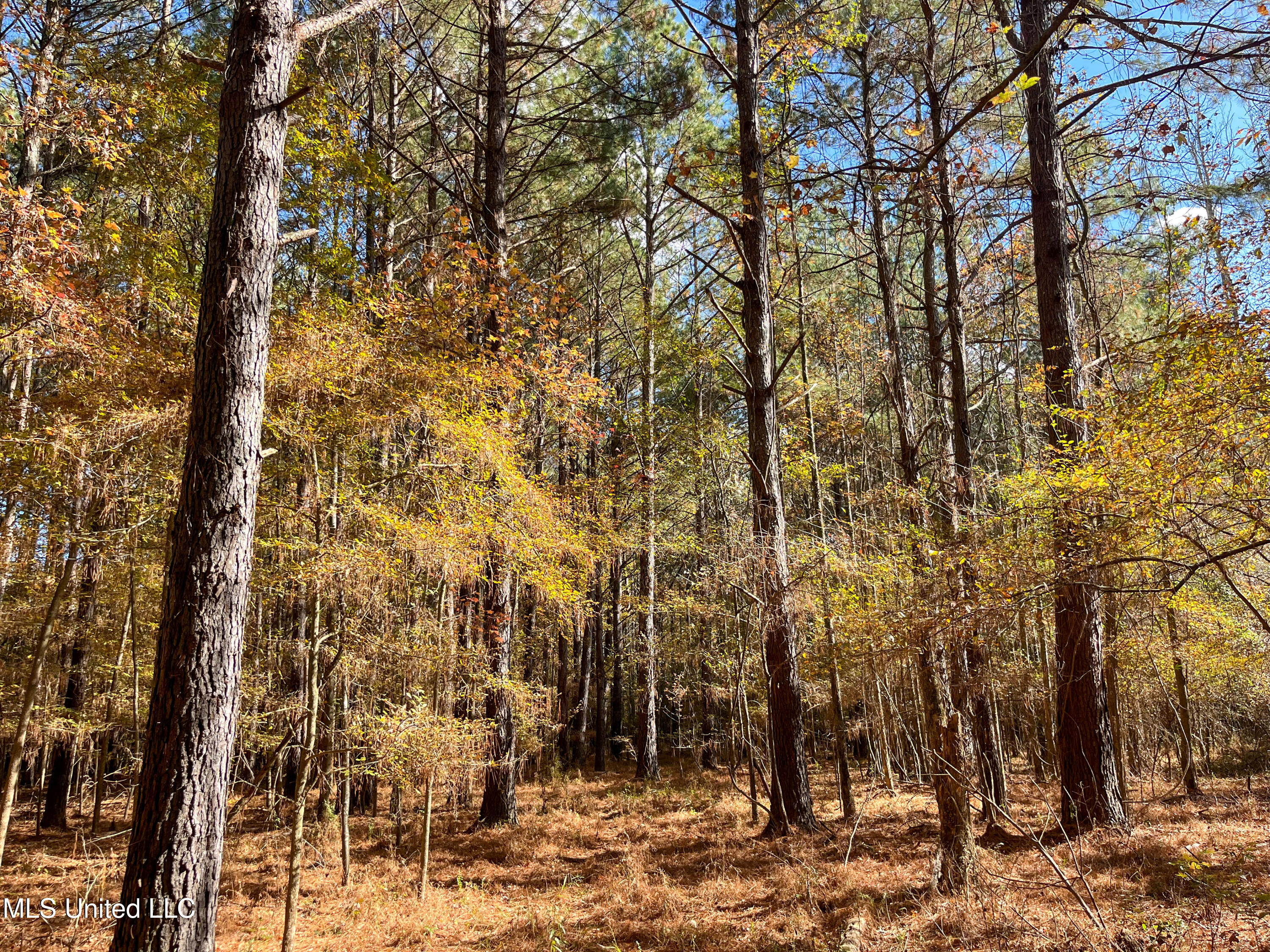 80.8 Acres Carthage, MS 39051 - Photo 47 of 68 IMG_1495