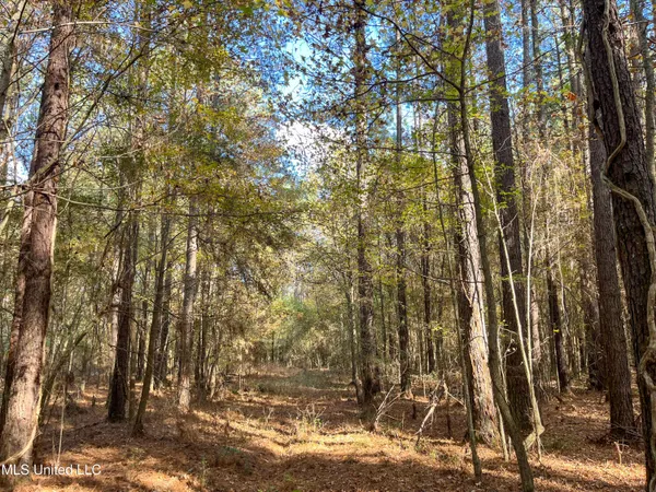 $210,080 | 80.8 Acres, Carthage, MS 39051