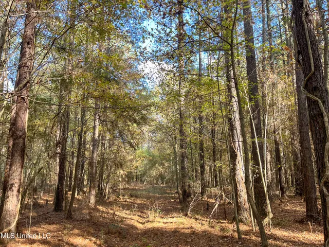 $210,080 | 80.8 Acres, Carthage, MS 39051