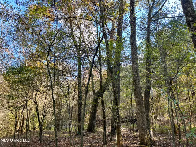 $210,080 | 80.8 Acres, Carthage, MS 39051