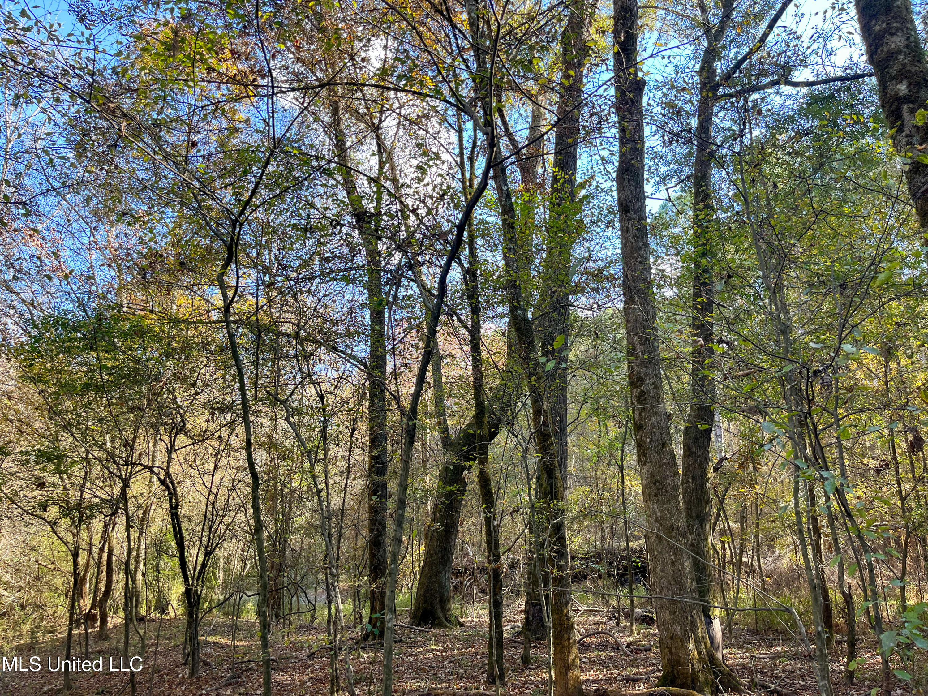 80.8 Acres Carthage, MS 39051 - Photo 49 of 68 IMG_1496