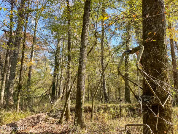 $210,080 | 80.8 Acres, Carthage, MS 39051