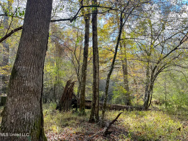 $210,080 | 80.8 Acres, Carthage, MS 39051